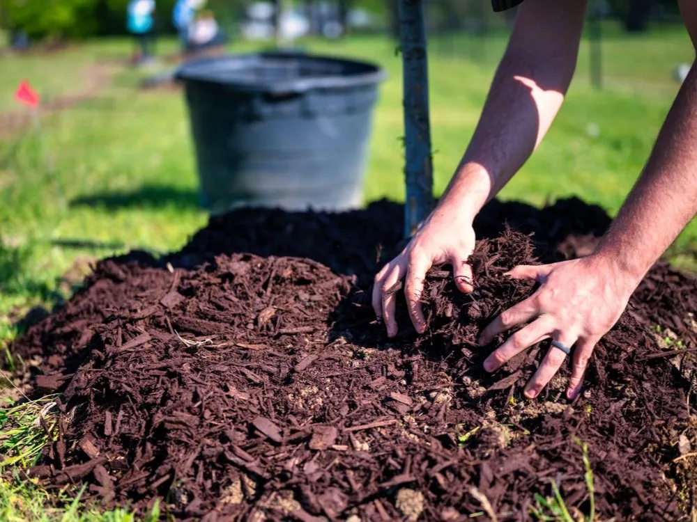 Hands spreading fresh mulch around a newly planted tree