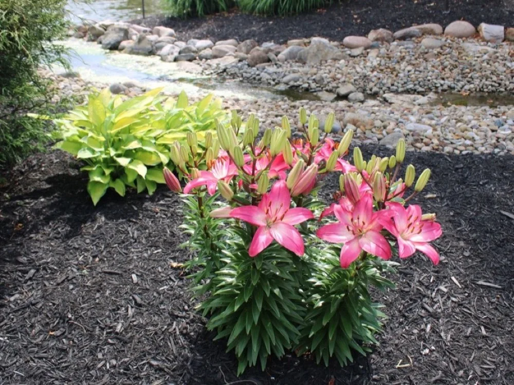 Garden bed with fresh dark mulch bordered by a stone-lined bed